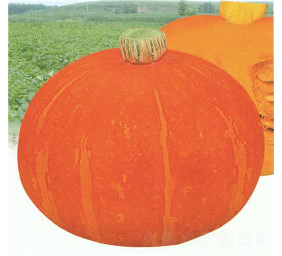 �t���Ϲ�-�ϹϷN��-��̩�_(d��)