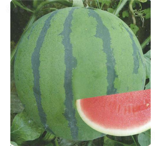 ����������-���ϷN��-��̩�_(d��)