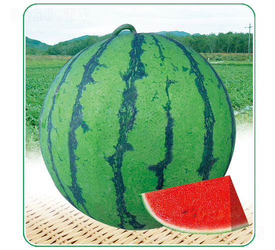 ��������-���ϷN��-��̩�_(d��)