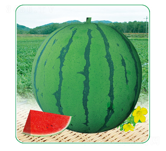 ���84-24-���ϷN��-��̩�_(d��)