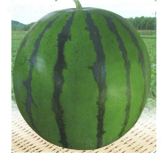 ������̖(h��o)-���ϷN��-��̩�_(d��)