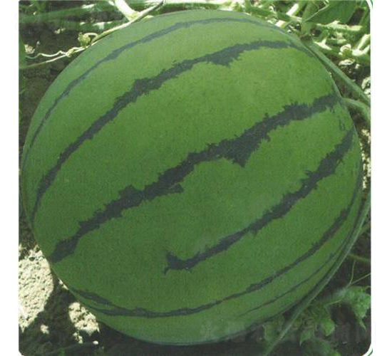 �����̖-���ϷN��-��̩�_