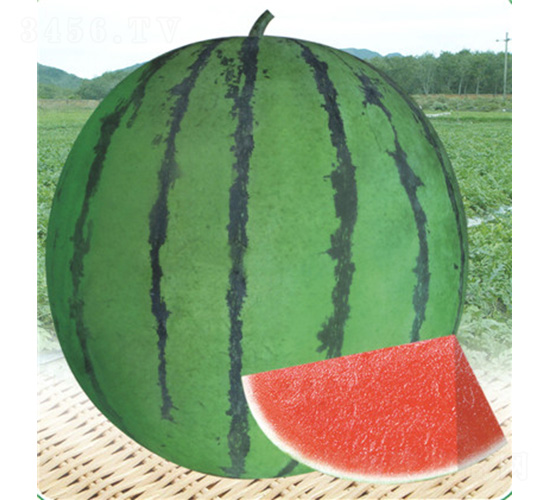 ����2̖(h��o)-���ϷN��-��̩�_(d��)