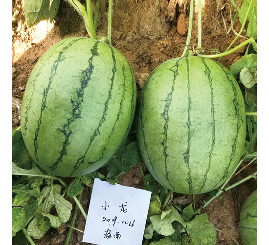 С������-���ϷN��-��̩�_(d��)