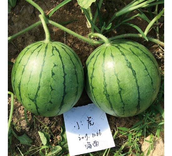 С������-���ϷN��-��̩�_(d��)