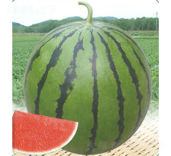 ̩��һ̖(h��o)����-���ϷN��-��̩�_(d��)