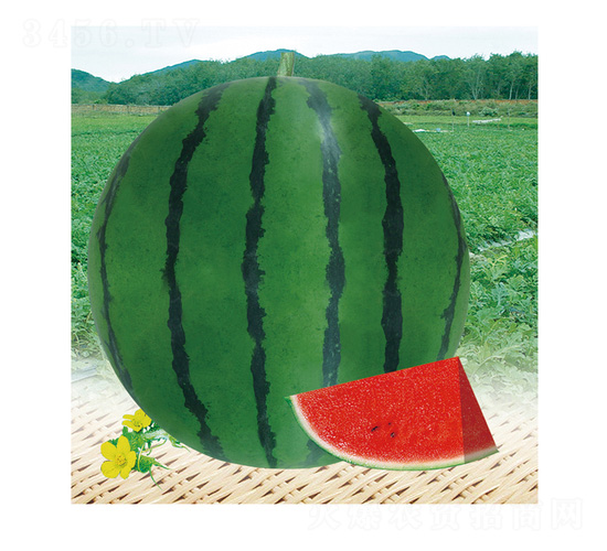 ̩����̖(h��o)-���ϷN��-��̩�_(d��)