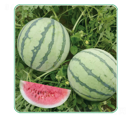 �׶�����-���ϷN��-��̩�_