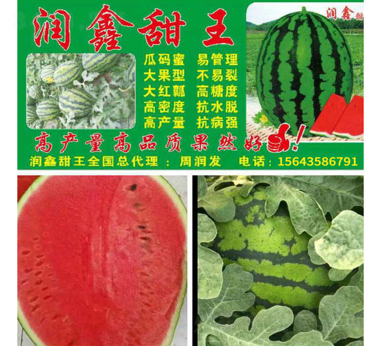 ��������-���ϷN��-��̩�_