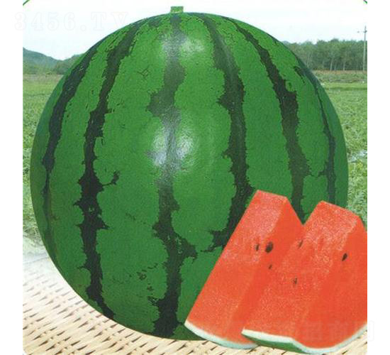 ��������-���ϷN��-��̩�_(d��)