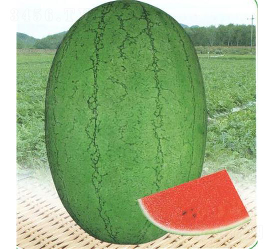 �G������-���ϷN��-��̩�_(d��)