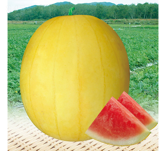 ��������-���ϷN��-��̩�_(d��)