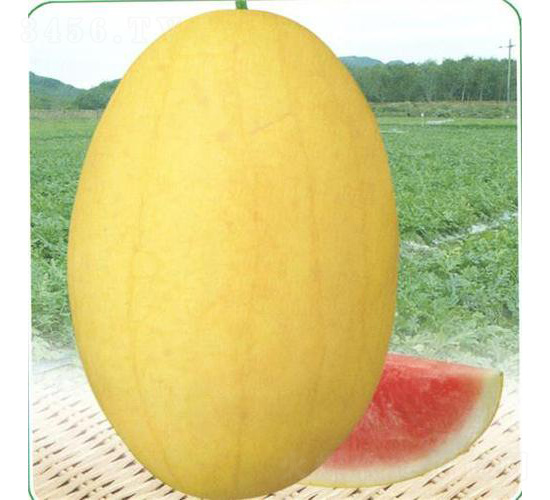 �������-���ϷN��-��̩�_(d��)