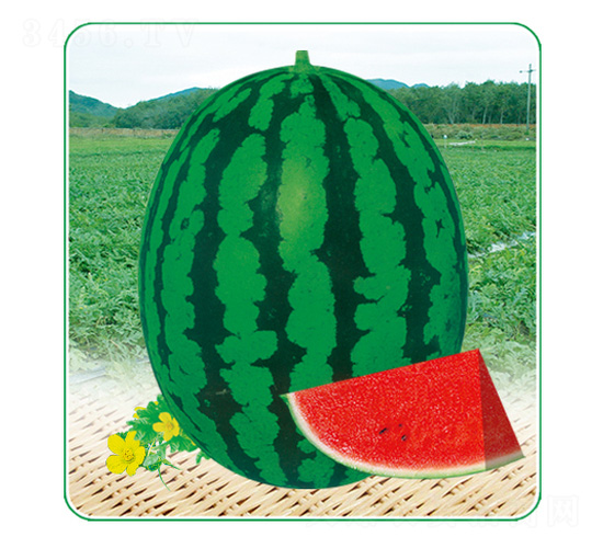 �A����̖-���ϷN��-��̩�_