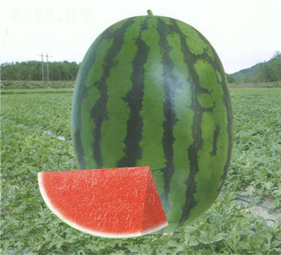 �A�۶�̖(h��o)����-���ϷN��-��̩�_(d��)