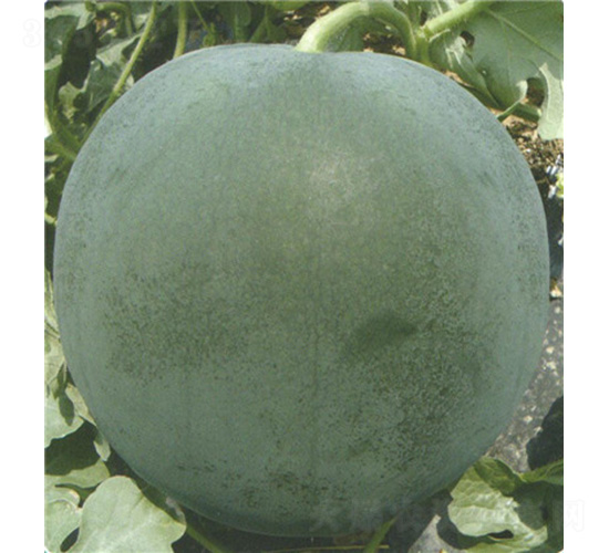 �ڼ�������-���ϷN��-��̩�_