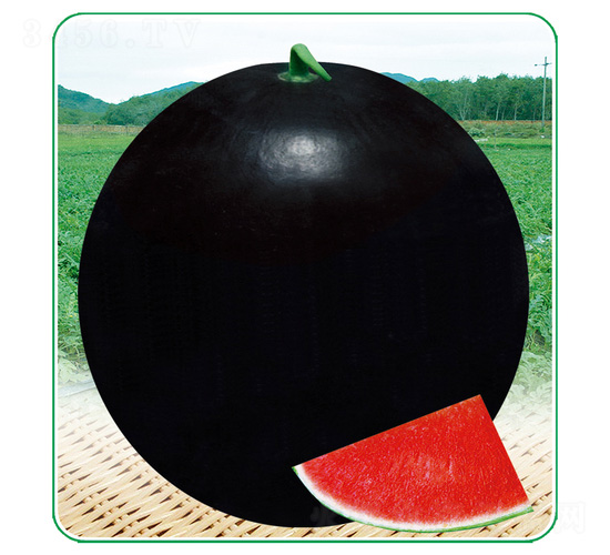 �ڼ���-���ϷN��-��̩�_(d��)