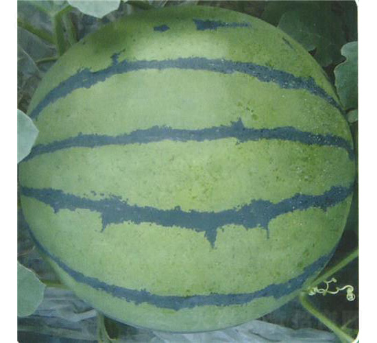 ����2018-���ϷN��-��̩�_