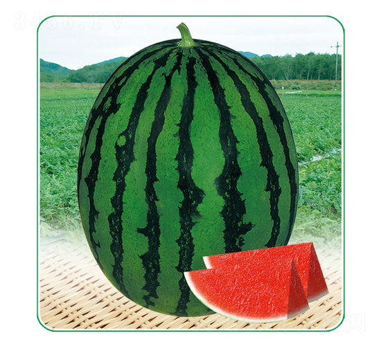 ����һ̖-���ϷN��-��̩�_