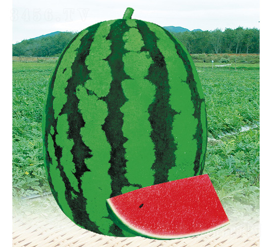 ������̖����-���ϷN��-��̩�_(d��)