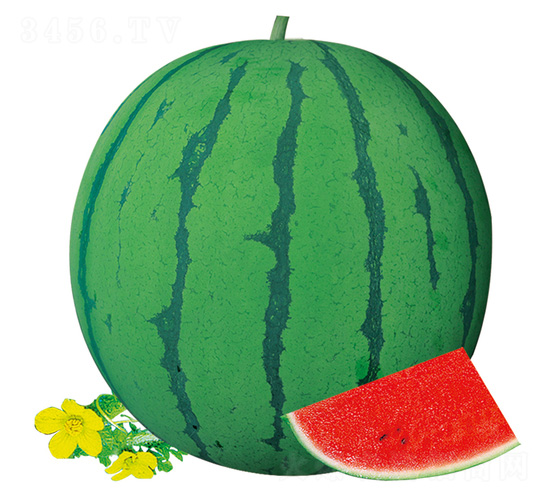 �S��16̖-���ϷN��-��̩�_