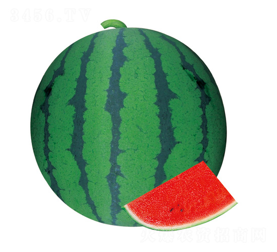 �S��4̖-���ϷN��-��̩�_