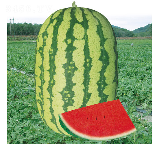 ��t�����̖����-���ϷN��-��̩�_