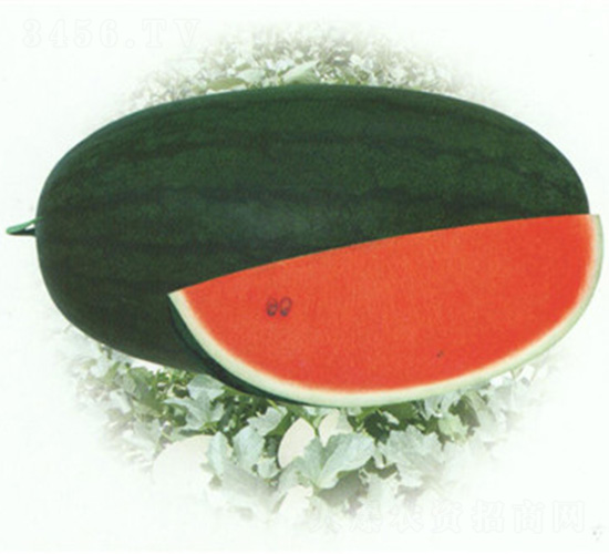 ���������-���ϷN��-��̩�_(d��)