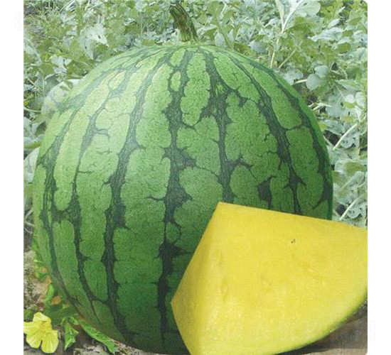 ���m����-���ϷN��-��̩�_(d��)