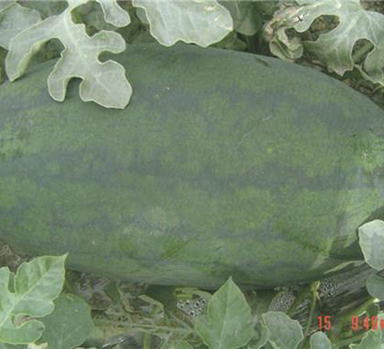 �������������-���ϷN��-��̩�_