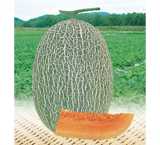 ��̩��18̖-���ϷN��-��̩�_(d��)