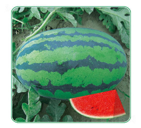 ������̖(h��o)-���ϷN��-��̩�_(d��)