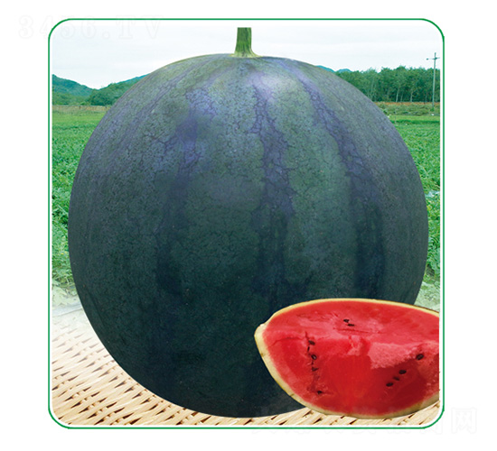 ���_(d��)3̖(h��o)-���ϷN��-��̩�_(d��)