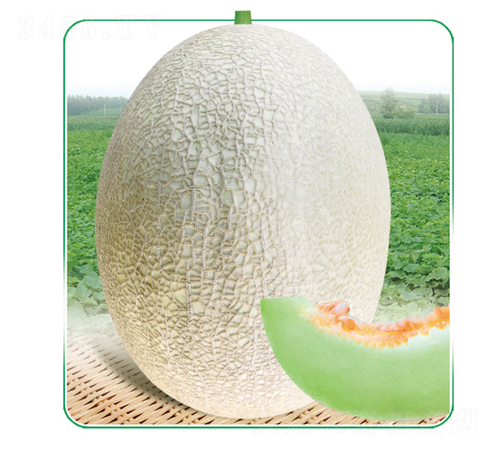 �y��11̖-��ϷN��-��̩�_