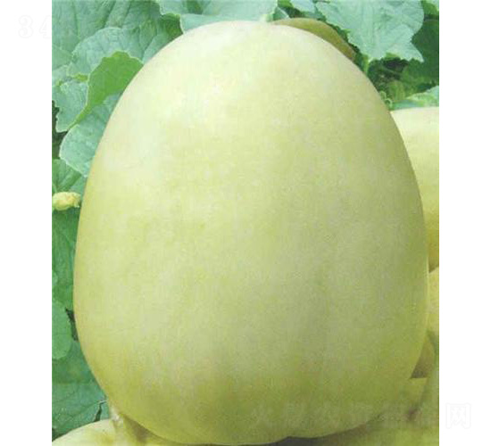 ���۹����-��ϷN��-��̩�_(d��)