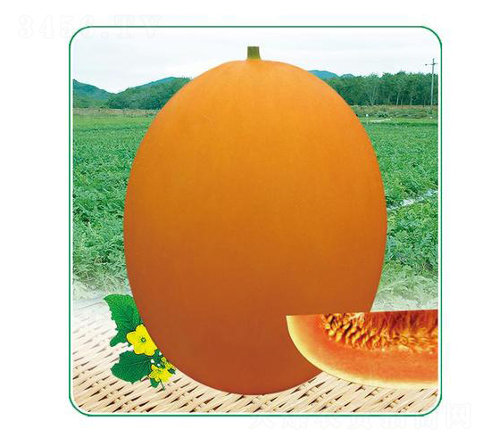 �ļ���t5̖(h��o)-��ϷN��-��̩�_(d��)