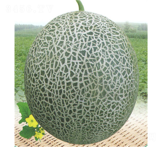 �G����̖���-��ϷN��-��̩�_(d��)