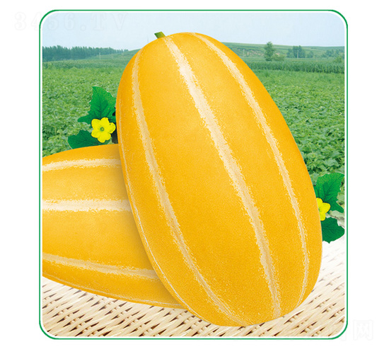 �����-��ϷN��-��̩�_(d��)