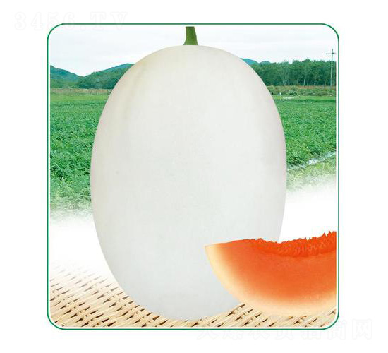 �t���-��ϷN��-��̩�_(d��)