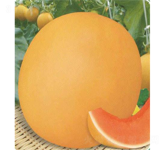 �t�Ƕ�̖(h��o)���-��ϷN��-��̩�_(d��)