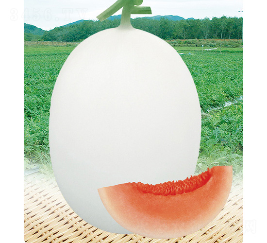 �t������-��ϷN��-��̩�_(d��)