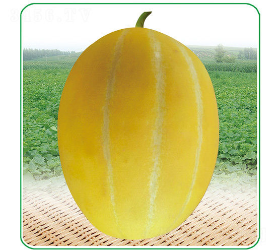 ����һƷ-��ϷN��-��̩�_(d��)