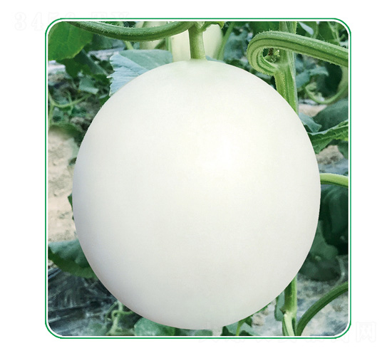 ����t��-��ϷN��-��̩�_(d��)