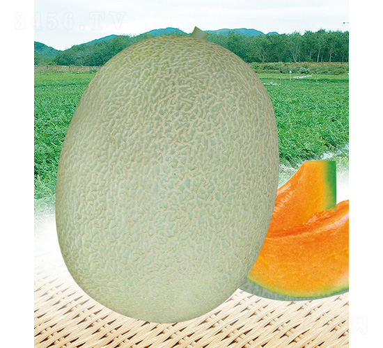 ��t�ی����-��ϷN��-��̩�_