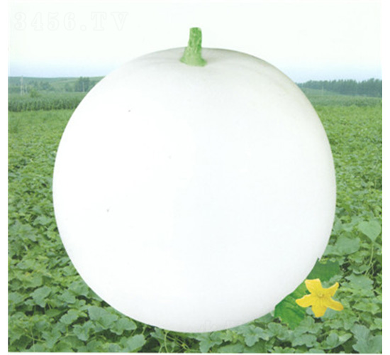 ���������-��ϷN��-��̩�_(d��)