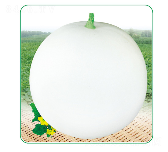 ����2̖-��ϷN��-��̩�_