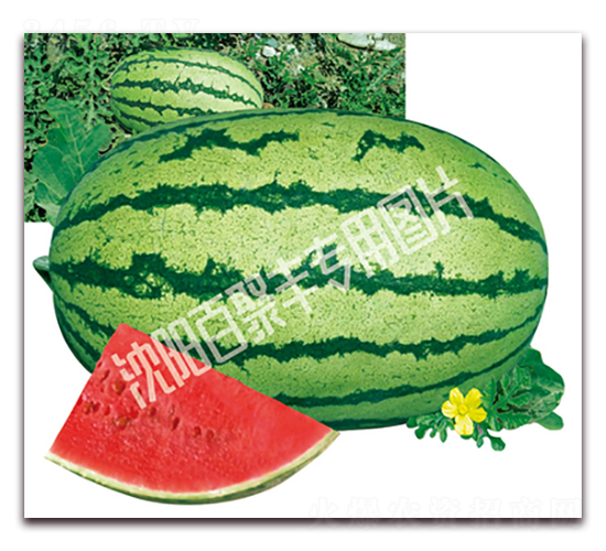 �����-���ϷN��-�پ��S