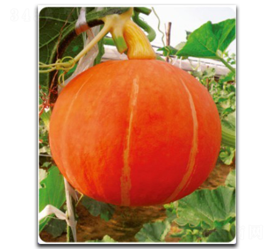 �t��-�ϹϷN��-�մ��r(n��ng)�I(y��)