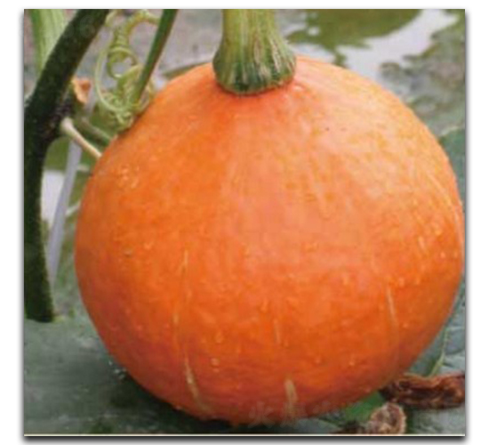 �t����-�ϹϷN��-�մ��r(n��ng)�I(y��)