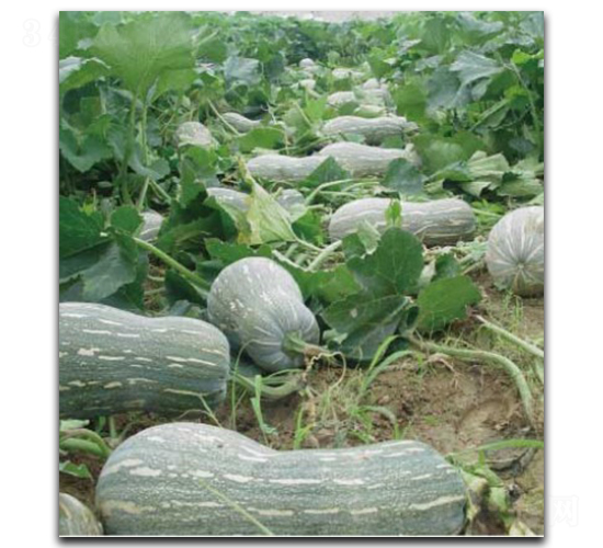 ������̖-�ϹϷN��-�մ��r(n��ng)�I(y��)